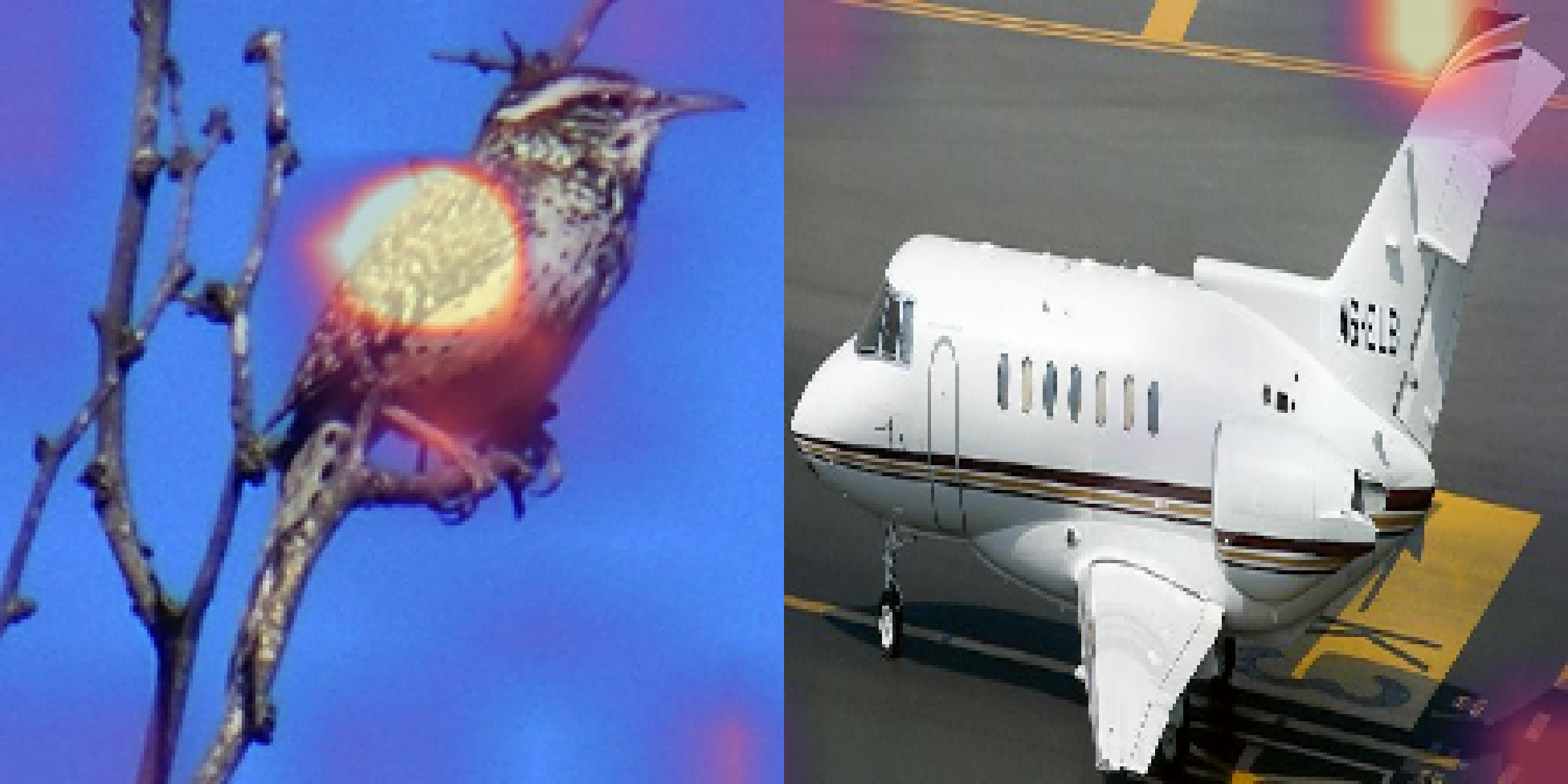 Bird-specialized attention on the first bird and aircraft example