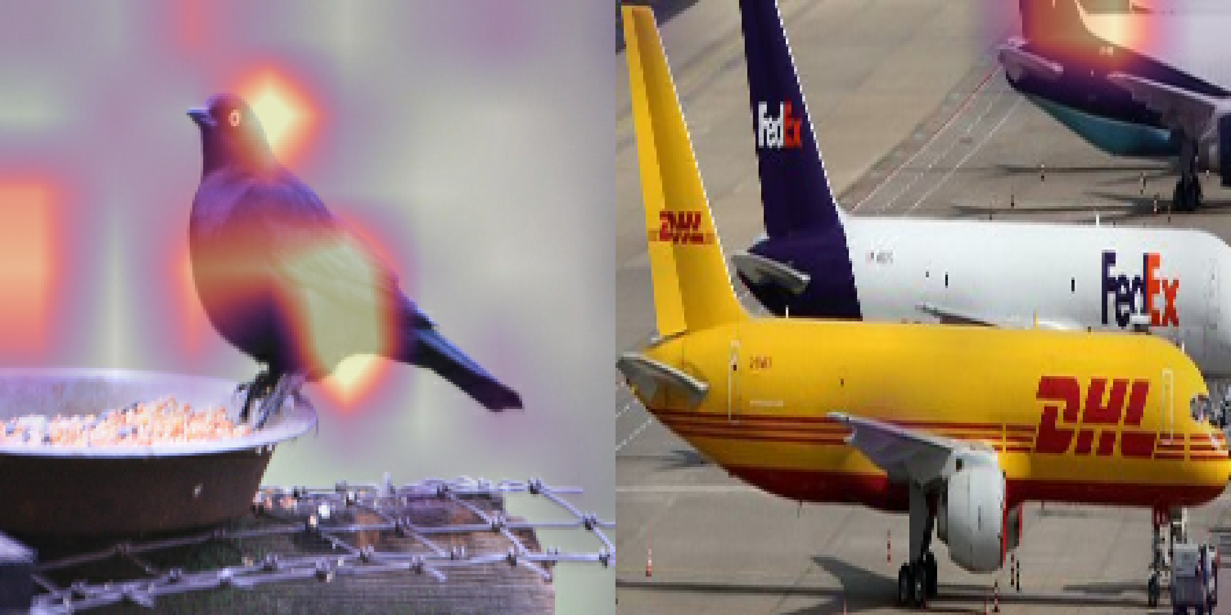 Bird-specialized attention on the second bird and aircraft example